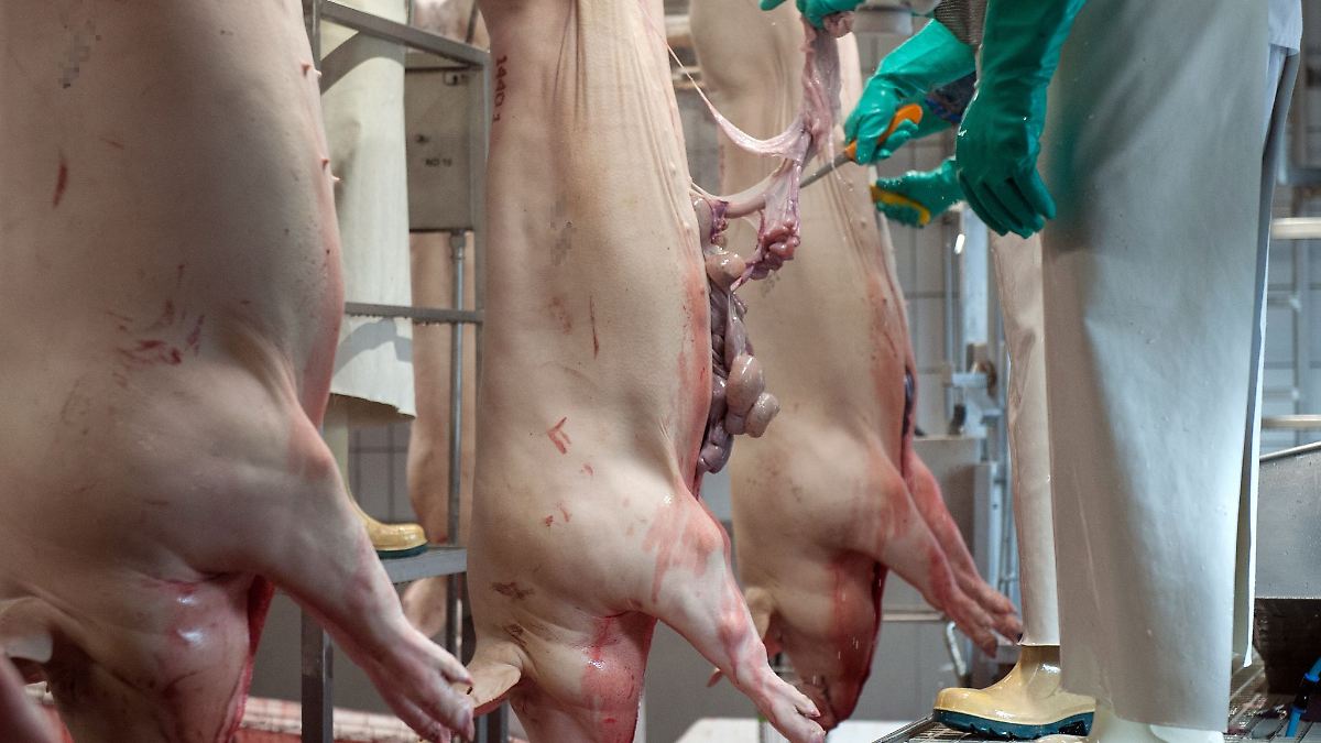 Niedersachsen & Bremen: Staudte: Videoüberwachung in Schlachthöfen greift zu kurz