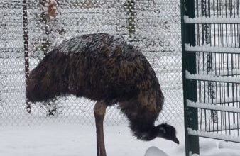 Der Vogelpark ist nach der Vogelgrippe-Pause endlich wieder offen- Neues Bücher-Tauschregal für Kinder im Vogelpark – Viernheim Online