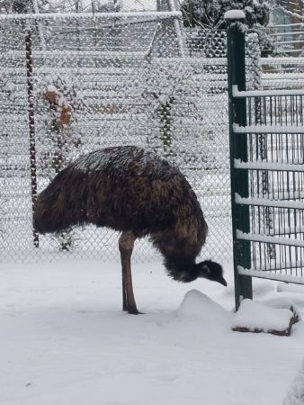 Der Vogelpark ist nach der Vogelgrippe-Pause endlich wieder offen- Neues Bücher-Tauschregal für Kinder im Vogelpark – Viernheim Online