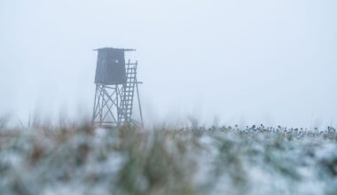 Niedersachsen & Bremen: Jäger schießt auf Spaziergängerin