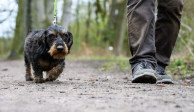 Niedersachsen & Bremen: Wurst mit Glassplittern gespickt – Polizei sucht Unbekannten