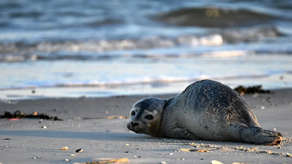 Ein-Seehund-wo-man-ihn-ueblicherweise-antrifft-am-Meer