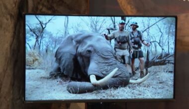 Dickhäuter töten für 50.000 Euro: Messe in Dortmund wirbt für Jagd auf Elefanten und Co.