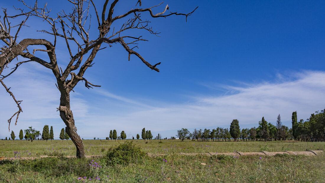 Die Crau-Ebene steht heute unter Naturschutz. Foto: Hilke Maunder