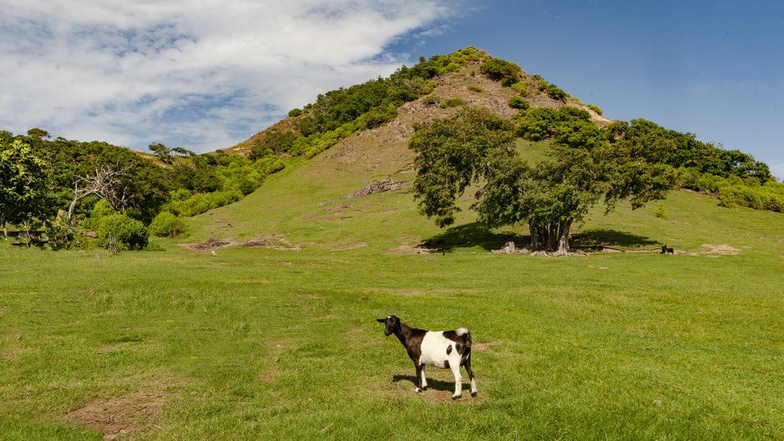 Îles des Saintes: Auf den kargen Weiden grasen Ziegen. Foto: Hilke Maunder