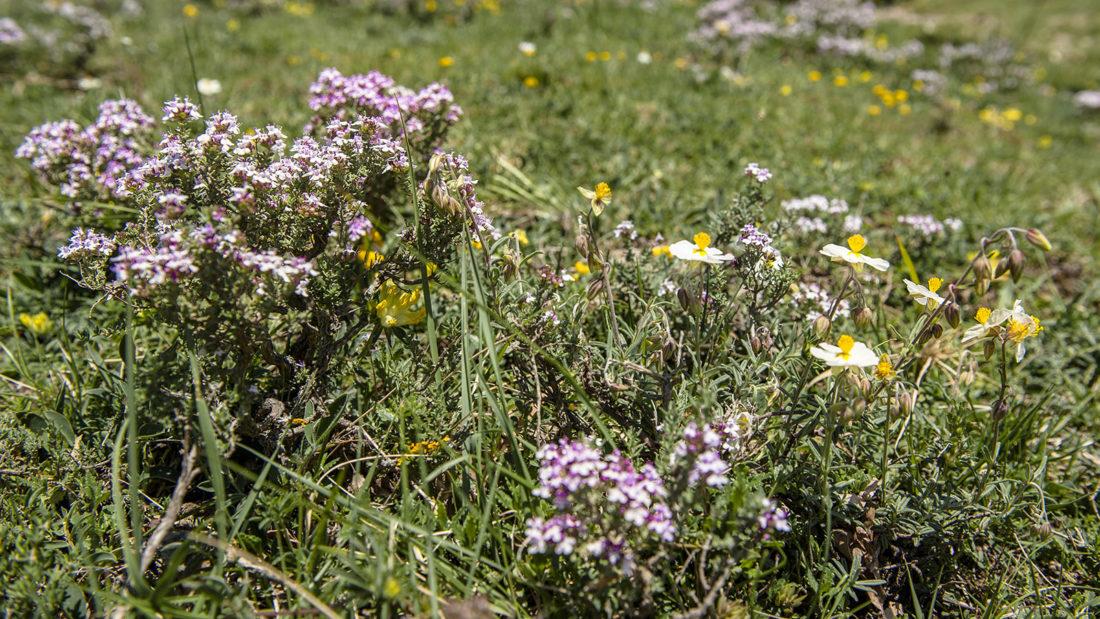 MARCO POLO Languedoc-Roussillon Cevennen. Im Mai blüht der wilde Thymian. Foto: Hilke Maunder