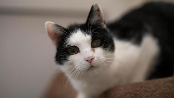 Die elf Jahre alte Wohnungskatze Annie, so haben die Tierheimmitarbeiter sie genannt, ist vermutlich ausgesetzt worden. Nun wird für die hübsche und liebe Mieze ein ruhiges Zuhause gesucht, wo sie ihren Lebensabend in vollen Zügen genießen kann - gerne mit gesichertem Balkon. Die zutrauliche und verschmuste Annie erobert schnell die Herzen der Menschen.