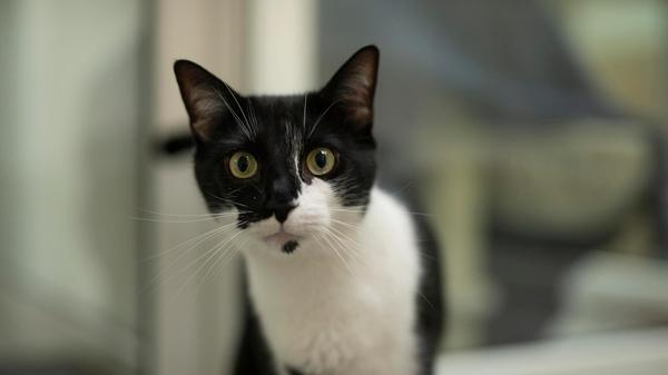 Filo und Charlie (im Bild) wurden von ihrem Halter im Tierheim abgegeben. Die beiden suchen nun gemeinsam ein Zuhause als Wohnungskatzen mit gesichertem Balkon. Da sie erst mit der neuen Situation zurechtkommen müssen, sind sie anfangs etwas ängstlich. Die beiden sechs Jahre alten und kastrierten Kater zeigen sich jedoch nach einer gewissen Eingewöhnungszeit sehr verschmust und verspielt, heißt es. Filo und Charlie brauchen auf jeden Fall eine feste Bezugsperson. Kinder sollten schon etwas älter sein, so ab zehn Jahren.