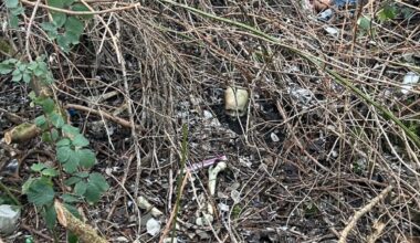 Weitere Knochen liegen verteilt: Kinder finden menschlichen Schädel nahe Spielplatz in Worms