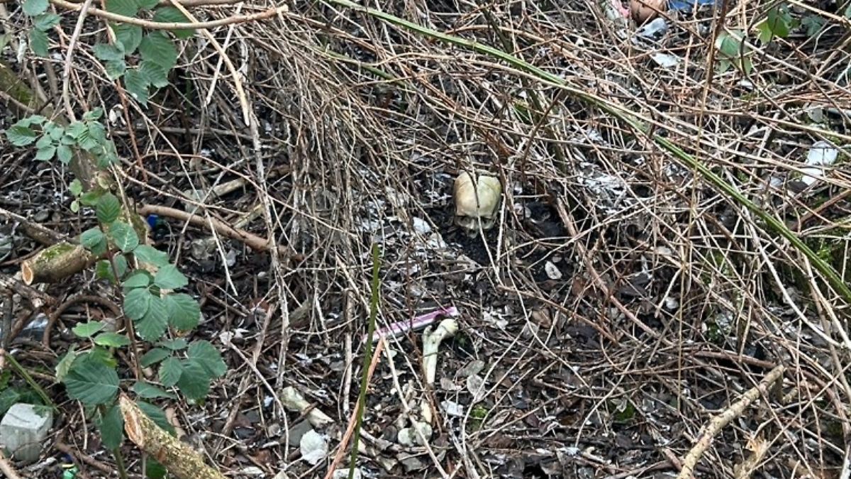 Weitere Knochen liegen verteilt: Kinder finden menschlichen Schädel nahe Spielplatz in Worms