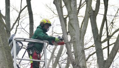 Wege nach Baumpflegearbeiten bis Ende März frei