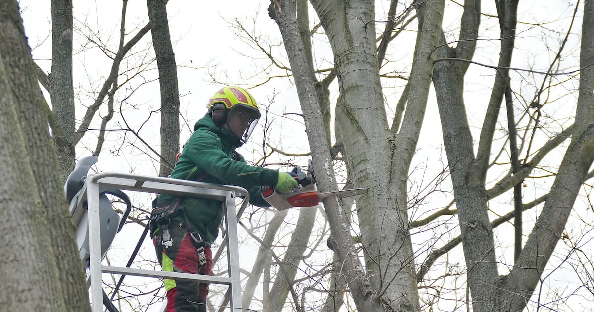 Wege nach Baumpflegearbeiten bis Ende März frei