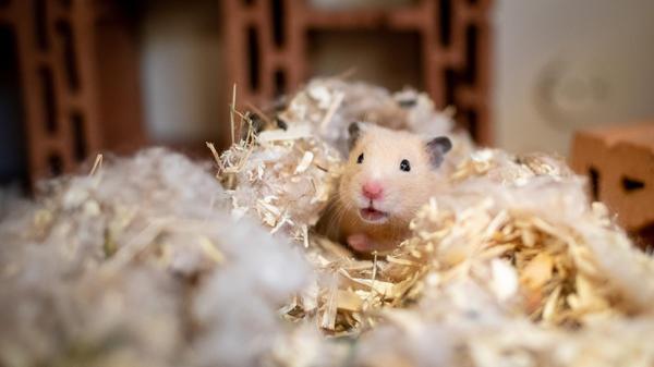 Fünf Hamster (Männchen und Weibchen) suchen ein Zuhause. Das Tierheim weist darauf hin, dass es um nachtaktive Tiere handelt. Hamster sind daher nicht unbedingt für Kinder geeignet. Bei einer artgerechten Haltung gibt es einiges zu beachten: Der Käfig sollte mindestens 150 Zentimeter lang sein und eine Breite und Höhe 50 bis 60 Zentimeter haben. Auch brauchen die aktiven Tiere ein Laufrad, das nicht aus Plastik und hinten geschlossen sein muss, sowie mehrere Unterschlupfmöglichkeiten - etwa Röhren, Wurzeln und zernagbares Material wie Papier, unbedruckter Karton, Äste. So sind die kleinen Nager beschäftigt, zudem dienen die Materialien als strukturgebende Elemente zur Anlage künstlicher unterirdische Tunnel und Kammern.