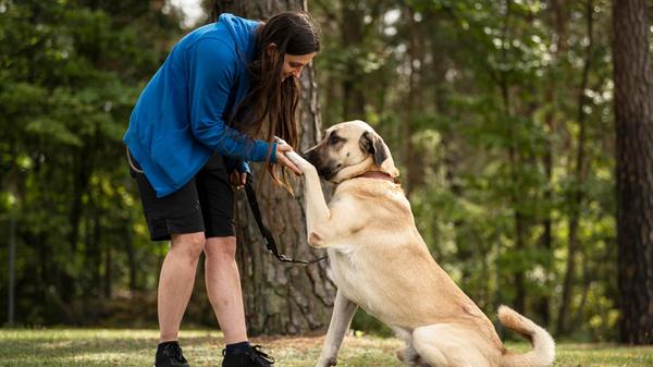 Herbert hatte keinen guten Start ins Hundeleben, der fünfjährige Rüde stammt aus schlechter Haltung. „Er ist ein sehr netter Kangal“, erzählt ein Mitarbeiter, der sich mit Artgenossen versteht. „An der Leine pöbelt er manchmal, man sollte deshalb die nötige Kraft haben, ihn zu halten.“ Der sanfte Riese wird nicht in eine reine Außenhaltung vermittelt. Herbert ist stubenrein und kann vermutlich alleine bleiben. Er wünscht sich ein Zuhause mit Garten, „da er auch bei uns viel im Außenbereich seines Zwingers liegt“, so ein Tierpfleger. Kinder im Haushalt sollten schon größer sein und seine neuen Besitzer sollten Hundeverstand mitbringen. Leider hat sich im Tierheim herausgestellt, dass er zwei kaputte Hüften hat und operiert werden muss.