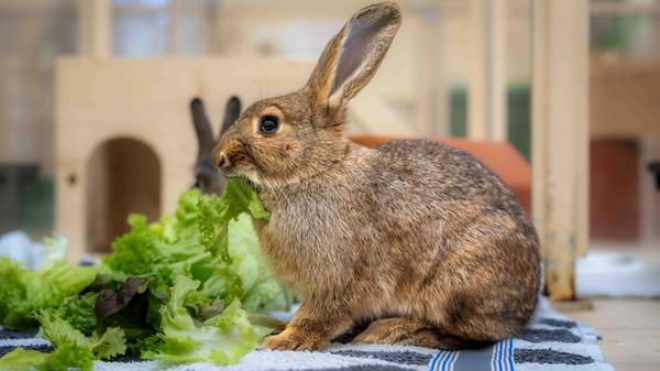 Blue und Horatio (im Bild) haben sich nicht gesucht, heißt es in der Mitteilung des Tierheimes. Aber in der Stadenstraße haben sie sich gefunden. Horatio (männlich) ist als Fundtier im Tierheim gelandet und wurden nie vermisst. Horatio ist ein kleiner Ausbrecherkönig, springt viel und hoch.