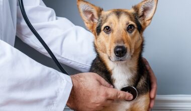 Jetzt Vorsorge planen: Haustieren einen gesunden Start ins neue Jahr ermöglichen!
