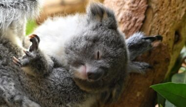 In der Ruhe liegt die Kraft: Das kleine Koala-Mädchen schläft auf dem Arm von Mama Erlinga. Foto: Benjamin Weinkauf