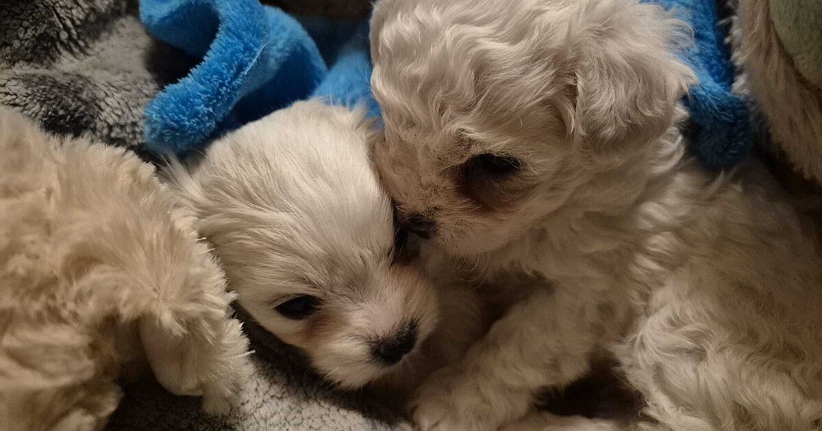 Würzburg / Schwebheim: Gute Neuigkeiten zu den…