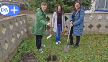 Warum in Dresden ein Baum an der (eigentlich) falschen Stelle gepflanzt wird
