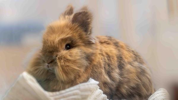 Jojo (im Bild) und Mario, beide sind rund drei Jahre alt, haben sich im Tierheim gefunden und wollen zusammenbleiben. Jojo hat ein gutartiges Lipom und ihre Zähne müssen beobachtet sowie regelmäßig kontrolliert werden. Zudem muss man beim Futter darauf achten, dass sie sich zucker- und kohlenhydratarm ernährt. Die Tierpfleger informieren gerne. Da sie ein Angora-Mix ist, muss man ihr bei der Fellpflege helfen. Das ist bei Mario nicht vonnöten; er ist mit seinen drei Fellfarben ein kleines Glückskaninchen. 