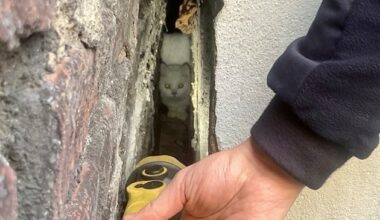 FW-BO: Kätzchen aus Zwangslage befreit