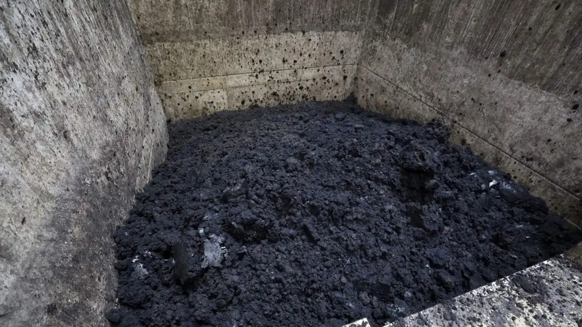 Bremer Forscher finden überraschende Symbiose in Kläranlagen