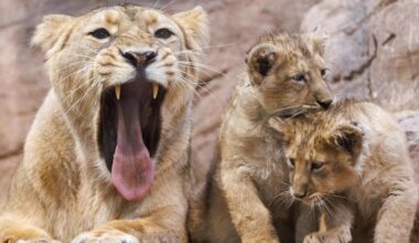 Hat Löwin Aarany eines ihrer Jungtiere gefressen?