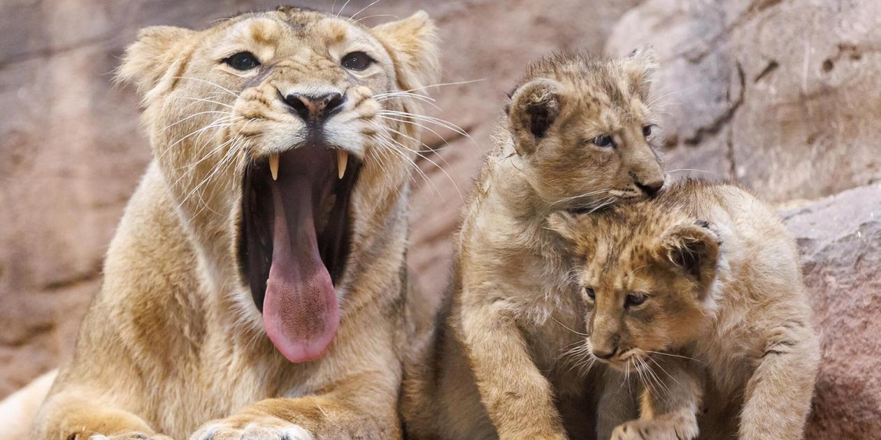 Hat Löwin Aarany eines ihrer Jungtiere gefressen?