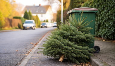 Weihnachtsbaum-Abholung ab 5. Januar - Das müssen Haushalte in Garbsen und der Region Hannover wissen