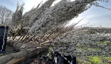 Stadt und mags investieren in ein grünes Stück Zukunft
