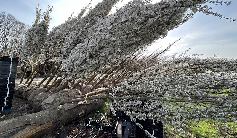 Stadt und mags investieren in ein grünes Stück Zukunft