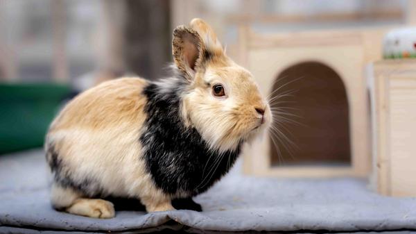 Jojo und Mario (im Bild), beide sind rund drei Jahre alt, haben sich im Tierheim gefunden und wollen zusammenbleiben. Jojo hat ein gutartiges Lipom und ihre Zähne müssen beobachtet sowie regelmäßig kontrolliert werden. Zudem muss man beim Futter darauf achten, dass sie sich zucker- und kohlenhydratarm ernährt. Die Tierpfleger informieren gerne. Da sie ein Angora-Mix ist, muss man ihr bei der Fellpflege helfen. Das ist bei Mario nicht vonnöten; er ist mit seinen drei Fellfarben ein kleines Glückskaninchen. 