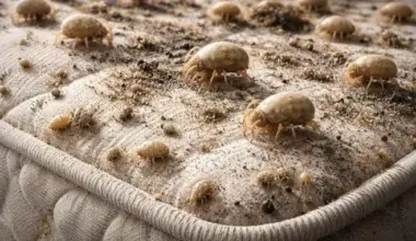 Matratzenreinigung: Verbraucher sollten sich schützen