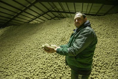 Berge aus Kartoffeln: Johann Ratai von Osterland möchte nicht gezwungen sein, rund 4000 Tonnen Erdäpfel verrotten zu lassen.