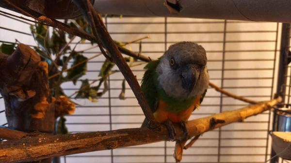 Senator ist ins Tierheim gekommen, weil der Besitzer erkrankt ist. Der Senegalpapagei ist nicht zahm und braucht Zeit, um Vertrauen zu gewinnen. Er sucht ein artgerechtes Zuhause bei erfahrenen Menschen mit Partnertier.