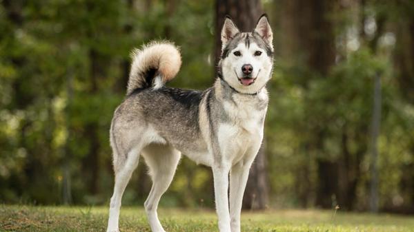 Skali, ein Husky, ist drei Jahre alt. „Sie wurde als Zuchthündin missbraucht und ist aus schlechter Haltung bei uns gelandet“, berichten die Tierpfleger. Obwohl sie keine guten Erfahrungen mit Menschen gemacht hat, ist sie eine sehr liebe und nette Hündin. Allerdings ist Skali recht stürmisch auf ihren vier Pfoten unterwegs, sie braucht noch etwas Erziehung, heißt es aus dem Tierheim. „Leider hat sie auch einen Jagdtrieb, alleine bleiben hat sie wohl nie gelernt“, sagen die Mitarbeiter. Mit Artgenossen versteht sich die Hündin gut; Skali kann in eine Familie mit größeren Kindern vermittelt werden. „Für sie suchen wir Menschen, die sich bewusst sind, dass Huskys ausreichend beschäftigt werden müssen und keine Couchpotatos sind.“