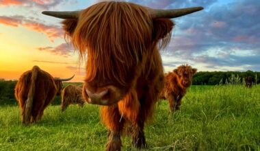 Tanja Trees aus Weisel holt Platz 3 beim BEN Kurier Leserfotowettbewerb 2025