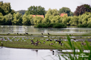 Die Rieselfelder sind unter anderem Heimat vieler Amphibien. (Foto: Michael Bührke)