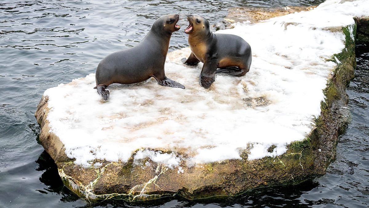 Niedersachsen & Bremen: Wasserrohrbruch: Zoo am Meer in Bremerhaven schließt