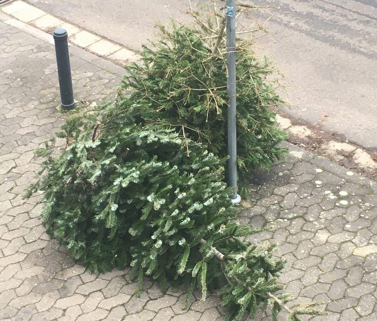 Erneut späte Weihnachtsbaumabfuhr in Mainz: Tannenbäume werden erst am 17. Januar abgeholt - In Kastel und Kostheim 10. Januar