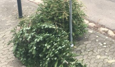 Erneut späte Weihnachtsbaumabfuhr in Mainz: Tannenbäume werden erst am 17. Januar abgeholt - In Kastel und Kostheim 10. Januar