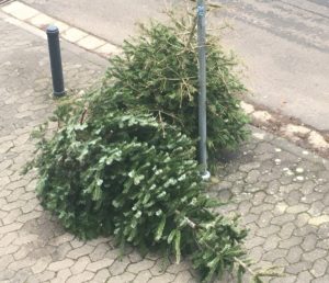 Weihnachtsbäume warten am Straßenrand auf ihre Abfuhr im Jahr 2020. - Foto: gik