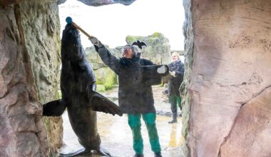Niedersachsen & Bremen: Zoo am Meer zählt und misst tierische Bewohner