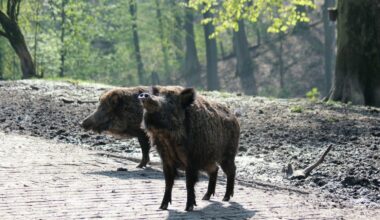 Düsseldorf Grafenberg: Der Wildpark bleibt wegen Glatteis auf den Wegen geschlossen - Ddorf-Aktuell