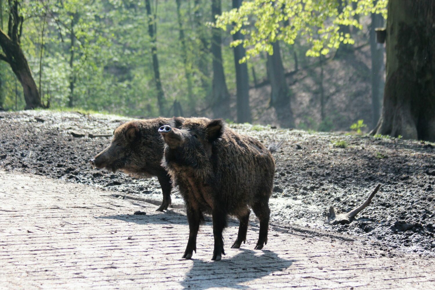 Düsseldorf Grafenberg: Der Wildpark bleibt wegen Glatteis auf den Wegen geschlossen - Ddorf-Aktuell
