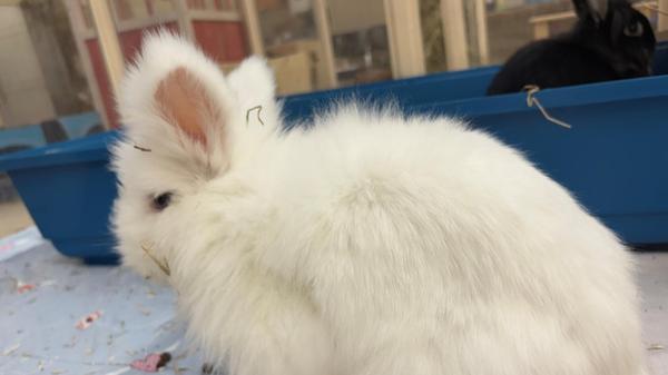 Die Löwenkopf-Kaninchen Flynn Rider und Wuschel (im Bild), sie sind geschätzt zwei Jahre alt, haben sich im Tierheim kennen und lieben gelernt. Sie würden gerne zusammen in ein artgerechtes Zuhause ziehen. Flynn Rider wurde im Nürnberger Stadtgebiet gefunden, niemand hat ihn vermisst. Wuschel wurde von ihren Besitzern im Tierheim abgegeben. Die Kaninchendame ist vermutlich blind, jedoch sehr zutraulich. Aber man sollte natürlich etwas Rücksicht auf ihre Behinderung nehmen. Flynn Rider und Wuschel sind ein eingespieltes Team, wer schenkt den beiden ihr Kaninchenglück?