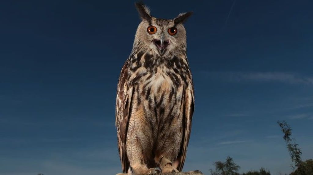 In einer Kirche in Halle baute sich eine Familie dieser Art ihr Zuhause in der Stadt. 