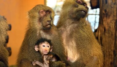 Nach Pavian-Skandal: Affen-Babys im Nürnberger Zoo | Regional