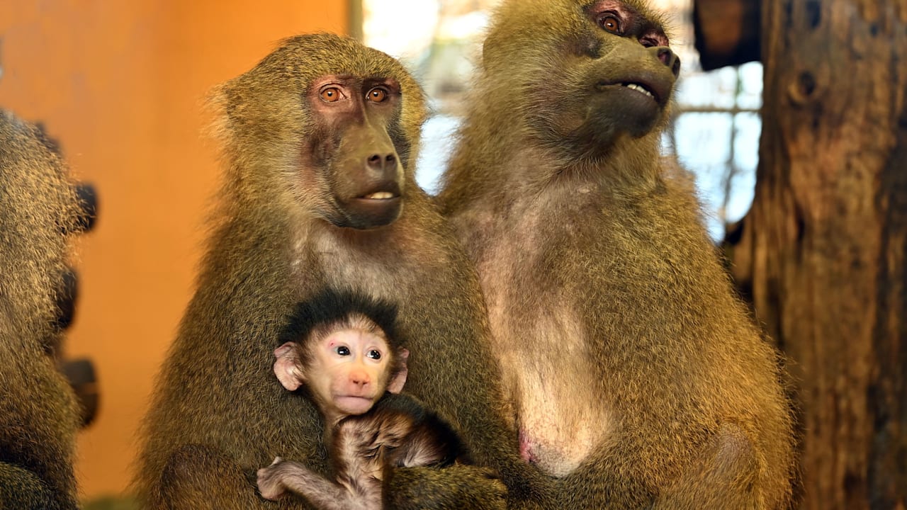 Nach Pavian-Skandal: Affen-Babys im Nürnberger Zoo | Regional