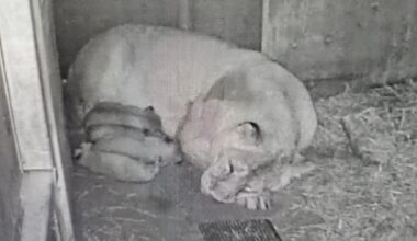 Löwenbaby im Tiergarten Nürnberg gestorben